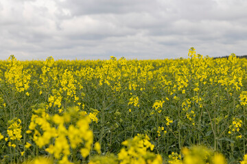 Obraz premium yellow rapeseed flowers against the sky with clouds