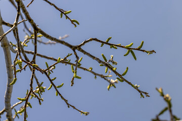 flowering walnut trees in the orchard