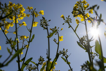 flowering rapeseed on a blue sky background