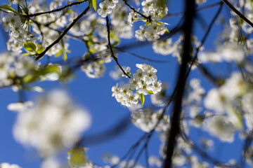 cherry blossoms in the orchard