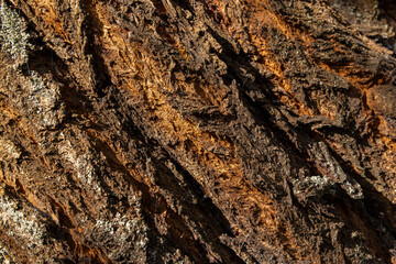 The bark of an old cherry tree is a close-up