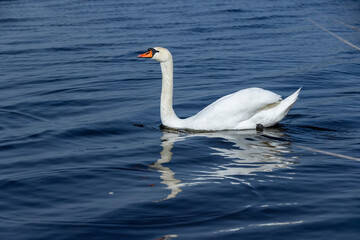 part of a wide river with dark water