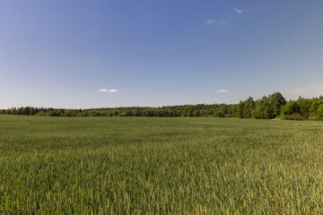 Fototapeta premium a field with green wheat in sunny weather