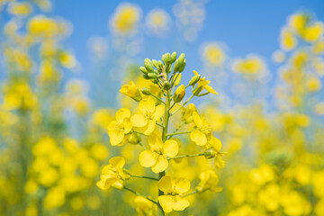 Rapeseed flower sea in Bingma Township, Yunnan Province