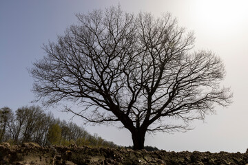 one oak in a field with plowed soil
