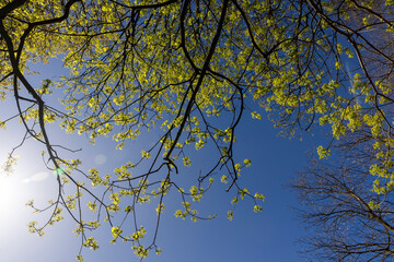 a park with different types of trees in the spring during flowering