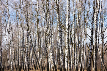 Young birches with black and white birch bark in spring in birch grove against background of other...