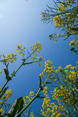 Rapeseed flower sea in Bingma Township, Yunnan Province