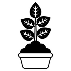 plant in a pot