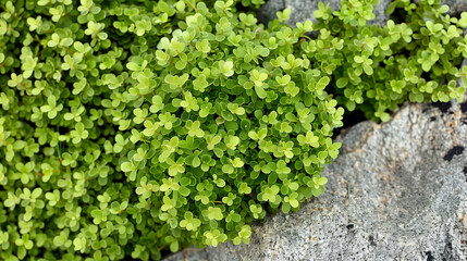 Very small green moss It's up on the rocks all the time. Take photos with extended macro lenses.
