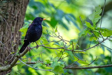 Fototapeta premium Eine Amsel sitzt auf einem Zweig eines Baumes im Frühling.