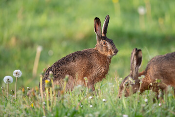 Hares in the Grass