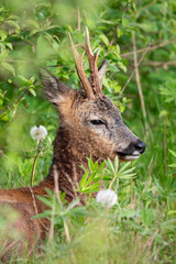 Deer Lying in a Field