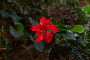 Close-Up of Vibrant Red Hibiscus Flower Blooming Amidst Green Leaves