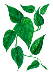 Monstera Peru tropical plant watercolor illustration. Monstera houseplant leaves hand painted art. Isolated illustration on white background