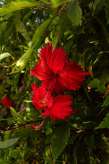 Close-Up of Bright Red Hibiscus Flowers Amidst Green Foliage