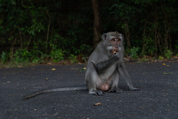 Wild Monkey Eating Food While Sitting on Asphalt in Bali