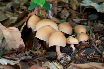 Gymnopus hariolorum mushroom in the leaves. Wild beige mushrooms in the beech forest.