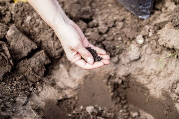 Organic fertilizers in gardener's hand