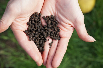 Organic fertilizers in gardener's hand