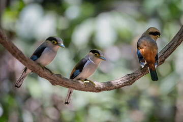 Small birds in Ma Da forest in Vinh Cuu district, Dong Nai province, Vietnam	