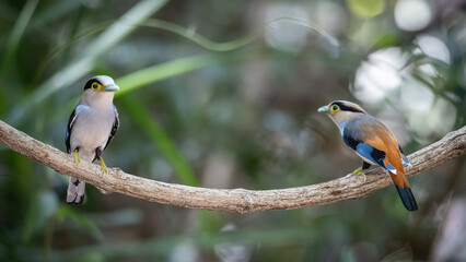 Small birds in Ma Da forest in Vinh Cuu district, Dong Nai province, Vietnam	