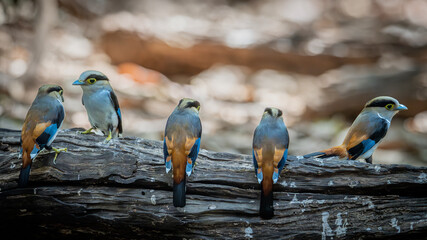 Small birds in Ma Da forest in Vinh Cuu district, Dong Nai province, Vietnam	