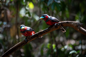 Small birds in Ma Da forest in Vinh Cuu district, Dong Nai province, Vietnam	