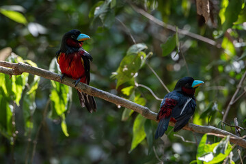 Small birds in Ma Da forest in Vinh Cuu district, Dong Nai province, Vietnam	