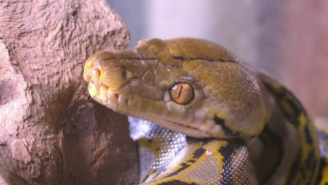 A snake boa sticks out its tongue. Python head in detail close-up.