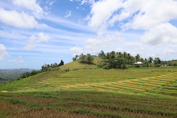 Panorama of Cadapdapan Rice Terraces in Candijay, Bohol, Philippines