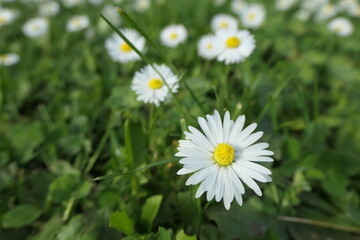 Obraz premium Close-up of daisies in a meadow