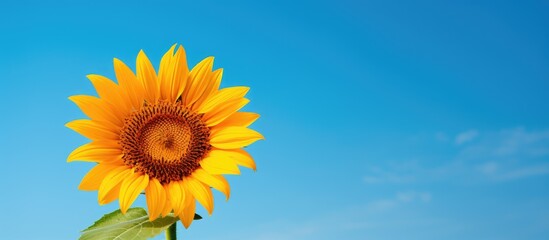 A stunning sunflower stands against a vibrant blue sky in this captivating copy space image