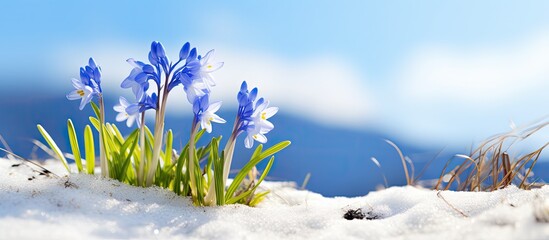 In early spring beautiful Glory of the snow flowers Scilla luciliae bloom creating a lovely sight. Creative banner. Copyspace image