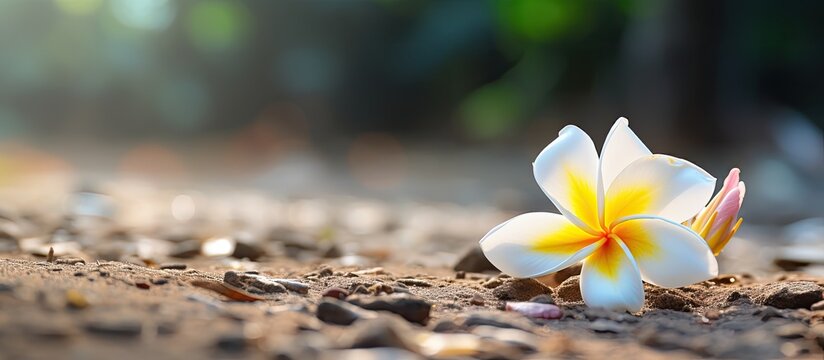 Frangipani flower lying on the ground with copy space image