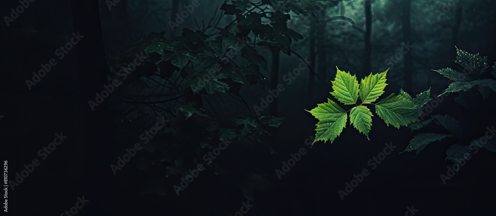 Poster a copy space image showcasing the leaf texture in the forest against a dark and natural background