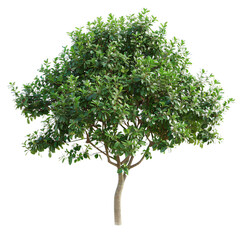 tree isolated on white background