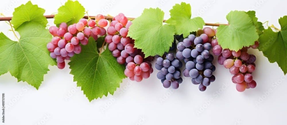Poster a layout of green pink and blue grapes with leaves isolated on a white background the image includes