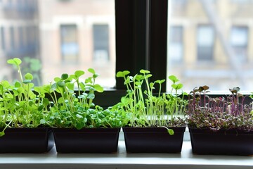 Collection of potted plants with microgreens growing on windowsill