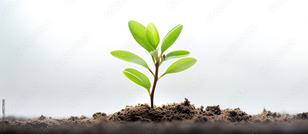 Aufkleber a young plant stands alone on a white background symbolizing the concepts of growth ecology and hope