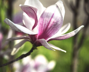 Fototapeta premium magnolia