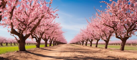 Fototapeta premium A row of almond trees in full bloom creating a vibrant scene with captivating copy space image