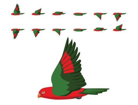 Bird Red Parrot Chattering Lory Flying Animation Sequence Cartoon Vector