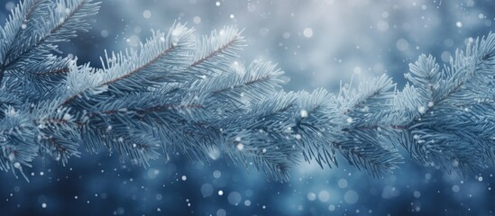 Snow covered fir branches in a copy space image representing the New Year and Christmas theme