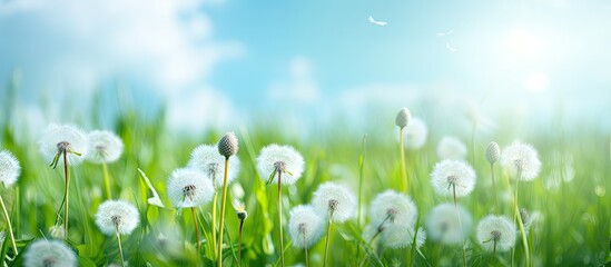 A copy space image of white fluffy dandelions blossom in a green field creating a beautiful natural backdrop