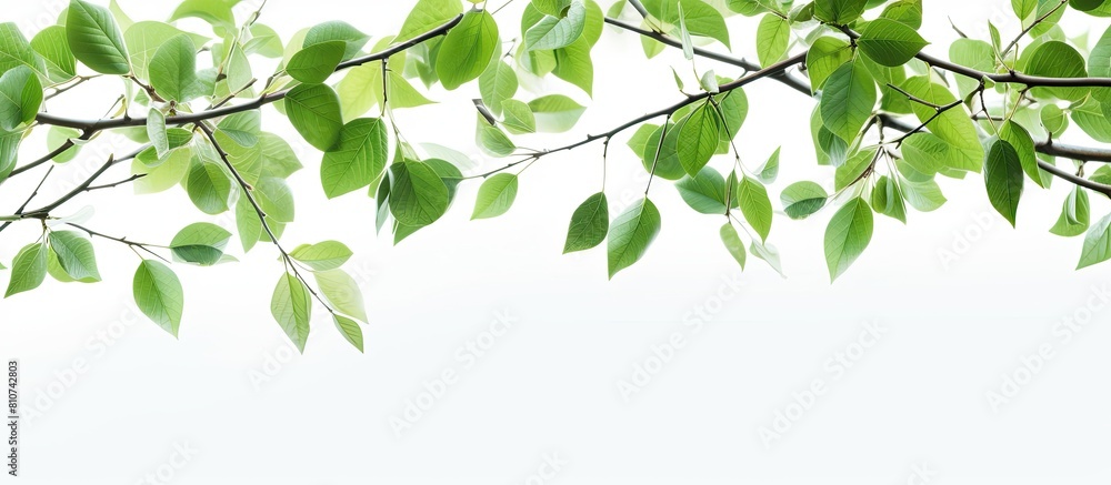 Poster A closeup of twigs with fresh vibrant green leaves of spring against a white background creating a beautiful copy space image