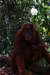 Sumatran orangutan in Gunung Leuser National Park, North Sumatra, Indonesia