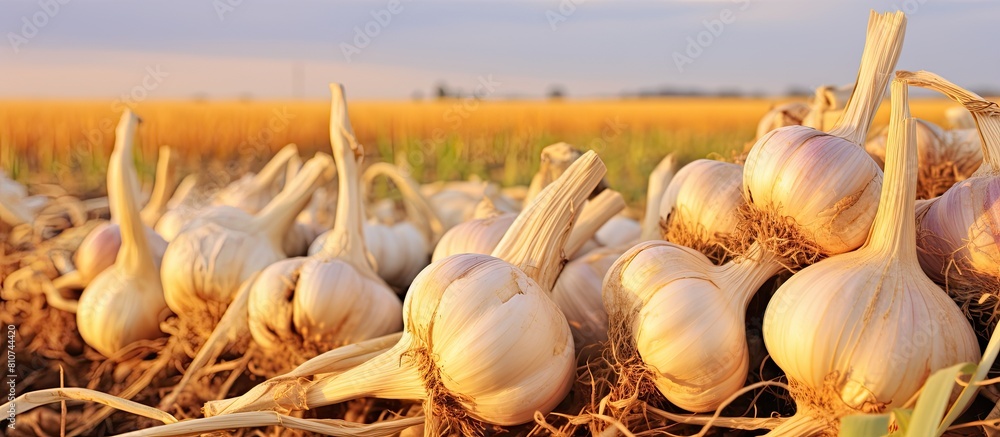 Poster a close up image showcasing numerous garlic bulbs during the harvest with ample copy space available