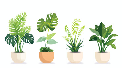 Four of different foliage indoor plants for house