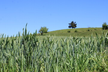 Champ culture de blé dans le sud de la France